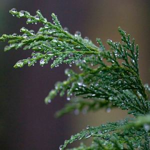 Aceite Esencial de Ciprés |   Proveedor al por Mayor de Aceite de Cupressus Sempervirens Premium, Fabricante de Marca Privada OEM - Product Image 5
