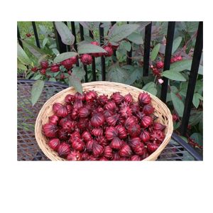 Té de Hibisco Seco Natural de Vietnam con Duración de 12 Meses para Bebidas, Servicios de Alimentación y Distribución a Granel - Product Image 3