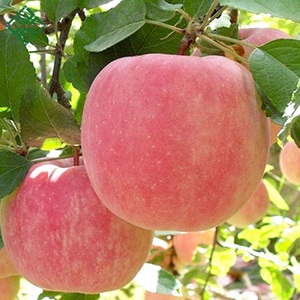 Vente en gros de pommes rouges fraîches Fuji de qualité supérieure, croustillantes et sucrées, emballées en carton, en vrac, à prix avantageux - Product Image 1