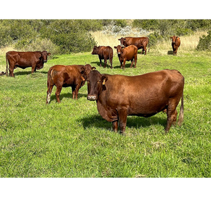 Animales de Cría de Ganado Bonsmara para Pedidos al por Mayor y Mercados Internacionales - Product Image 1