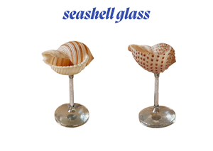 Concha de Turbo Burgess pulida con acabado perla para colección - Conchas marinas de Vietnam más vendidas en varios tipos - Conchas de caracoles marinos - Product Image 3