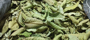 Hojas de guayaba secas de grado exportación, ideales para suplementos herbales y aplicaciones cosméticas, que cumplen con las normas internacionales de seguridad. - Product Image 3