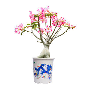 Jardinière en plastique de forme ronde au design moderne écologique imprimée pour un usage domestique comme suspension ou décoration de sol - Product Image 6