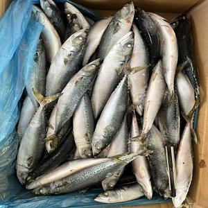 Atún del Pacífico Congelado BQF Premium, Entero y Redondo, Conservado en Agua, Empaque de Grado Superior, Venta al por Mayor de Mariscos - Product Image 5