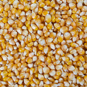Servicio OEM de Primera Calidad, Maíz al por Mayor, Exportación a Granel, Maíz de Grado Alimenticio Premium, Suministro Disponible - Product Image 6