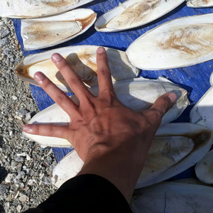 กระดูกปลาหมึกแคลเซียมสูงสำหรับนกแก้ว หอยทาก และเต่า ผู้ขายและผู้ส่งออกกระดูกปลาหมึก ขนาด 5-10 ซม. กระดูกปลาหมึกเวียดนามคุณภาพพรีเมียม 27 - Product Image 6