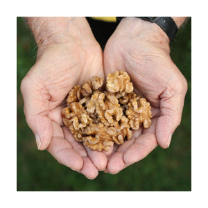 Nueces de nogal de alta calidad ofrecidas para la comercialización a granel. - Product Image 4