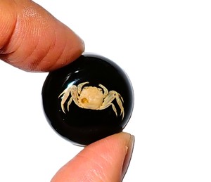 <b>Crab</b> Real Specimen Plastic Cabochon Round 25x25 mm Black Flat Bottom for Crafts and Jewelry Making - Product Image 6