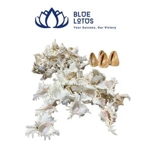 เปลือกหอยปูเสฉวนคุณภาพสูง เป็นมิตรกับสิ่งแวดล้อม สีเหลือง ขาว เขียว เงิน สำหรับขายส่ง ตกแต่งภายในเวียดนาม - Product Image 1