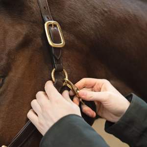 Cabestro de Cuero para Caballo de Alta Calidad, Producto Textil y de Cuero Premium de Fábrica Directa, Proveedor Principal - Product Image 2