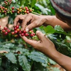 Natural unroasted Vietnam <b>Robusta</b> <b>beans</b>, OEM/ODM export grade, bulk <b>coffee</b>, fresh harvest, 12% moisture quality - Product Image 1