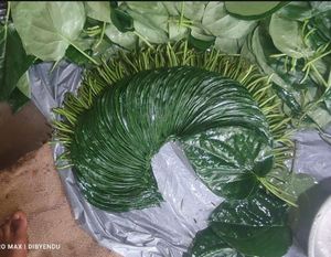 Hojas de Betel Frescas de Alta Calidad para Exportación, Utilizadas para el Suministro Internacional de Productos Frescos al Mejor Precio - Product Image 3