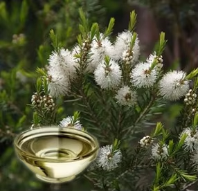Cajeput <b>Essential</b> <b>Oil</b> Pure Natural Brightening Pain Relief Aromatherapy Skin Care Hair Care Massage <b>Diffuser</b> Use Bulk Supply - Product Image 3