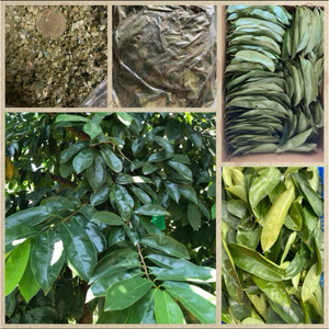 Soursop Leaves Fermented Broken Black <b>Tea</b> Health Organic Non-Sugar 50gr 25 <b>Tea</b> Bags/<b>Box</b> Grade a EXPAD CO Binh Phuoc Vietnam - Product Image 4