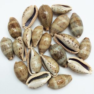 Perles de coquillages de cauris en gros, prix bas, coquillages de mer de la plus haute qualité, coquillages naturels. - Product Image 4