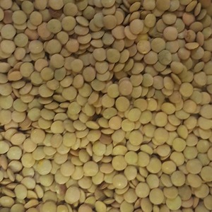 Lentejas Verdes Orgánicas Secas de Alta Calidad, Sin GMO, Fuente Natural y Saludable para Comidas y Bocadillos Veganos - Product Image 1