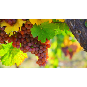 Vignes à vin de qualité supérieure, approvisionnement en vrac frais pour les vignobles commerciaux, la transformation alimentaire et l'exportation mondiale, OEM disponible - Product Image 1
