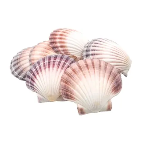 Best Quality Natural Scallop Shells from Vietnam - Handicraft Decoration Serving Food Cooking Baking With The Cheapest Price