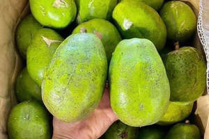 Mejores precios en fruta Ambarella - Product Image 2