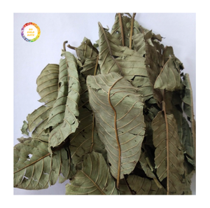 Suministro a granel de hojas de guayaba secas naturales, cuidadosamente cosechadas para las industrias farmacéutica y de bienestar que buscan alta calidad. - Product Image 1