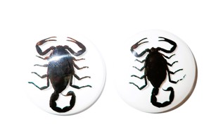 Black Scorpion Real Specimen Plastic Cabochon Round 38x38 mm White Flat Bottom for Crafts and Jewelry Making - Product Image 2