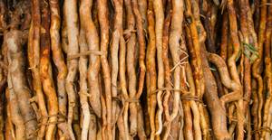 Chips de Madera Natural de Tongkat Ali Long Jack Pasak Bumi, Suplemento Herbal Seco, Aromaterapia, Decoración del Hogar, Empaquetado a Granel - Product Image 5