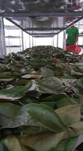 Feuilles de corossol séchées du Vietnam en vrac – Matière première naturelle pour thé, qualité export – Mme Tarina - Product Image 4