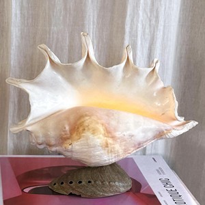 Natural seashell lampshade real nautical sea shell <b>night</b> <b>light</b> table lamp for bedroom accent - Product Image 5