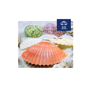 LIVRAISON IMMÉDIATE Coquillages écologiques purs et sûrs, idéaux pour la décoration de table et murale. Prix avantageux. - Product Image 1