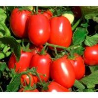 Graines de tomates Moon Star GALA OPV, pureté 99%, germination 85%, 1 KG MOQ, durée de conservation de 2 ans