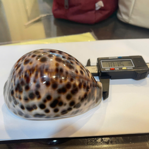 เปลือกหอยเวียดนามขนาดเล็กเนื้อเนียน สำหรับตกแต่งกระเช้าของขวัญสุดหรู และถาดต้อนรับโรงแรมหรู จาก 99 โกลด์ ดาต้า - Product Image 2