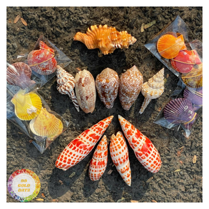 Natural Sea Shells White Assorted Mixed Ocean Conch Scallops DIY Crafts Beach Wedding Rustic Decor Aquarium Vase - CARYLN - Product Image 6