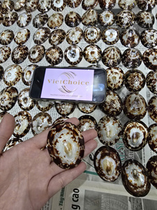 Coquilles de limaces naturelles polies de marque vietnamienne en gros, pour soutenir l'allaitement et stimuler la production de lait, cadeau de mariage - Product Image 4
