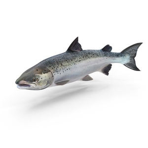 Pescado de Salmón Fresco Congelado al por Mayor de Alta Calidad, Entero, Eviscerado o Descapilarado - Product Image 4