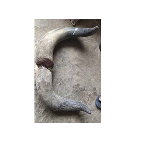 Punta de Cuerno Natural de Búfalo, Ecológica, Imitación Antigua, Impermeable, Forma Natural, Color Negro Natural, para Arte de Tamaño Personalizado - Product Image 1