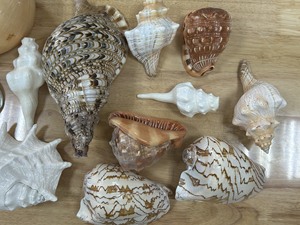 เปลือกหอยทริทอนขนาดใหญ่พิเศษ ของสะสมจากมหาสมุทร เปลือกหอยเปล่าธรรมชาติขนาดใหญ่จากชายฝั่งเวียดนาม - Product Image 5