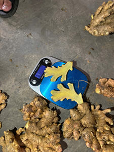 Gingembre frais du Vietnam, qualité supérieure, saveur épicée, fournisseur d'exportation en vrac - Product Image 4