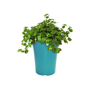 กระถางกล้วยไม้ พลาสติก ABS ทนทาน ขนาด 5 นิ้ว ขายส่งจากศูนย์การค้าดอกไม้ - Product Image 1