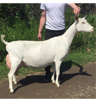 Venta al por mayor de leche de cabras vivas de granja: razas premium Saanen, Toggenburg, Nubiana y Alpina, blancas y negras, de larga duración, Sudáfrica NMF