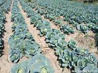 Graines de chou Golden Acre, pureté naturelle 99%, germination 85%