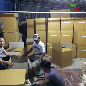 Rotin naturel pour bâtonnets de diffuseur de roseaux 3.0mm diffuseur de parfum de maison bâtonnets de roseaux parfumés OEM fabriqués au Vietnam Contact Mr.Huy - Product Image 5