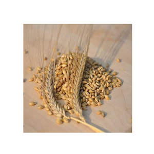 Venta al por mayor de semillas de cebada/cebada para alimentación animal/granos de cebada a granel - Product Image 1