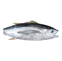 Thon Skipjack Congelé 100% Halal de Haute Qualité, Exportable, Vente en Gros, Frais, Préservé, Emballage en Vrac, Entier, Sous Vide
