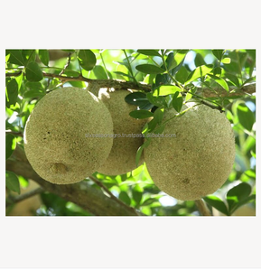 Fruits tropicaux frais du Bangladesh : Pomme de Bael, qualité export, approvisionnement en vrac, exportateur, fournisseur, agro - Product Image 1