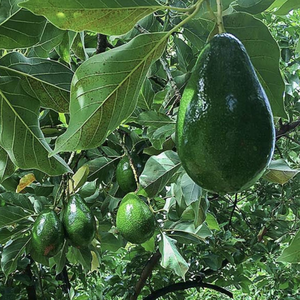 Vietnam IQF Avocado 100% Original Frozen <b>Sliced</b> Dak Lak Darlac Farms Bulk Vacuum Pack 20kg 24 Months - Product Image 6