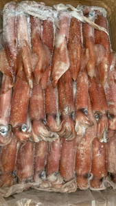 Calamar ILLEX / Calamar TODARODES entier congelé - Fournisseur B2B de produits de la mer congelés - Product Image 5