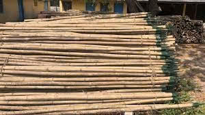 Tonkin Wholesale Bamboo Raw Materials <b>Garden</b> Plant Support Bamboo Stakes <b>Poles</b> Hand Straight 7 Year Shelf Life - Product Image 4