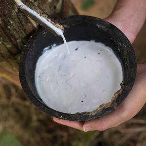 Látex Natural Concentrado NGOC CHAU 60% DRC de Alta Calidad, Alto Contenido de Amoníaco, Vietnam, Venta al por Mayor, Caucho Líquido Premium para Adhesivos de Calzado - Product Image 1