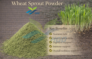 Suministro directo de fábrica de HGO polvo de brotes de trigo natural puro (grado alimenticio) Especificación polvo de hierbas (polvo de frutas o verduras) - Product Image 5