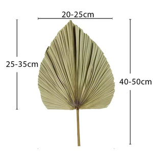 Feuilles de palmier séchées naturelles, lames de palmier séchées naturelles, décorations séchées, petites feuilles de palmier en éventail, feuilles de palmier séchées naturelles, petites feuilles de palmier en éventail - Product Image 1